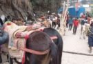 बिग ब्रेकिंग: चारधाम यात्रा मार्गों पर घोड़ा-खच्चरों के लिए नई SOP लागू, बिना पंजीकरण संचालन पर रोक