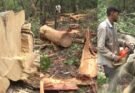 विशेष रिपोर्ट: उत्तराखंड में 3 हजार पेड़ों पर चलेगी आरी, 25 साल में 46 हजार हेक्टेयर वन भूमि हस्तांतरित