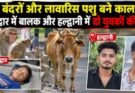 बड़ा हादसा: बंदरों और लावारिस पशु बने काल, कोटद्वार में बालक और हल्द्वानी में दो युवकों की मौत