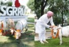 दुनिया की सबसे छोटी नस्ल की नैनो गाय पहुंची देहरादून, SGRR विश्वविद्यालय में होगा वैज्ञानिक अध्ययन